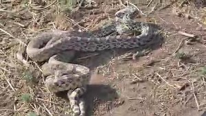 🌾🐍 Bullsnake Mating Behavior vs. Rattlesnake Encounters 🐍🌾 Did you know that sometimes when you see two bullsnakes wrapped around each other, it’s not a fight, it’s actually part of their mating ritual? 😳 Bullsnakes are non-venomous and often mistaken for rattlesnakes because of their similar coloring and defensive behavior. During mating season, it’s common to see them intertwined or coiled up together. This can look a lot like one snake attacking or eating another, but in reality, it's ju