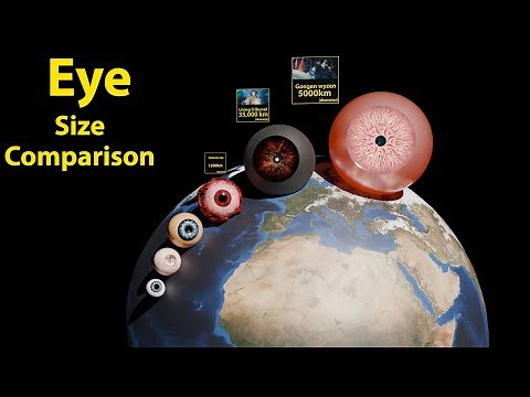 Eye size comparison / Monster eye size comparison