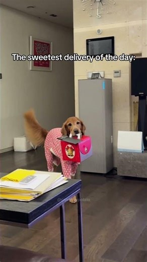 My Dog Delivering a Cake for our Anniversary 🥹 #shorts #dog #cute