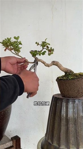 盆景盘扎造型#盆景制作 #盆景艺术Bonsai Plate Binding Design # Bonsai Making # Bonsai Art