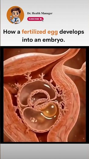 How a Baby Grows From Just One Cell 🤯 | Human Development Explained