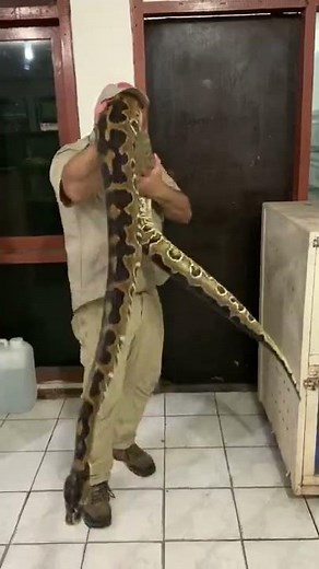 Burmese And Ball Python Hybrid 🤯 #shorts #animals #reptile #dinosaur #giant #snake #python #zoo