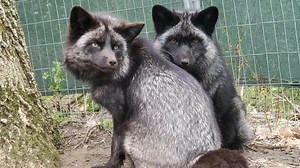 'Lesbian goth foxes,' the story of Esmae and Mala