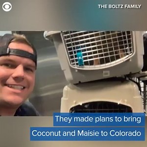 16K views · 156 reactions | A Colorado family rescued 2 dogs while on a recent vacation in the Caribbean. Take a look at the surprise they got once they brought the dogs back home. | News 8 Now / News 8000 | Facebook