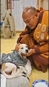 🐕 Aloka Update – Day 95 (Jan 28, 2026) This morning, before the walk began, Bhikkhu Pannakara softly reminded Aloka to rest and heal. Aloka’s heart longs to walk beside the venerable monks, but for now, his body needs rest. Over the coming days, he will rest during the day and stay close with the monks through the evenings and night. Surrounded by love and care, our beloved Peace Dog is healing. 🌼 May peace, happiness, and healing embrace all beings. 🙏✨ #AlokathePeaceDog #WalkForPeace #PeaceD