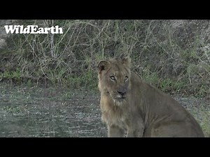 WildEarth - Sunrise Safari - 19 June 2022