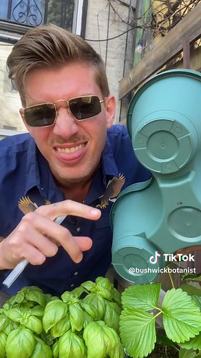 Bushwick Botanist (@bushwickbotanist)’s video of Strawberry Plant