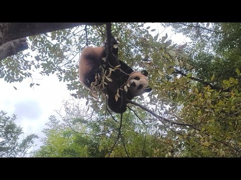 하늘을 달리는 푸바오 (미리보는 전할시) Flying Panda