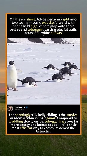 Adélie Penguins: The Ice’s Ultimate Commuters (Belly-Slide Edition!)#PenguinTobogganing