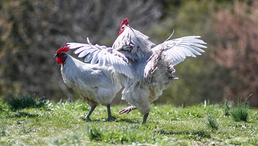 Lavender Orpington: Breed Information, Care Guide, Egg Color and More - The Happy Chicken Coop
