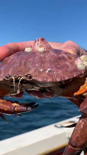 Exploring the World of Barnacles: An Ocean Adventure