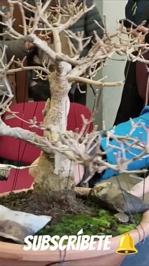 @ligustrum #bonsai. #bonsaiaficionado #bonsaiponderosaehn??#manolofelix #bonsai