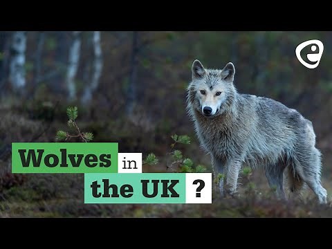 Can Wolves return to the UK?