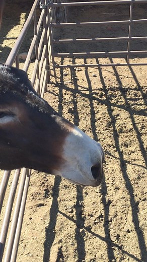 Listen to the joyful melody of the friendly donkey serenading the countryside! #DonkeySong #BrayingBeauty #SerenadeInTheFields #CountryCharm #DonkeyLove #AnimalSymphony #NatureSounds #FarmLife #JoyfulNoise #CountrysideMelody #DonkeyBraying #RuralRhythms #HeartwarmingMoments #SimplePleasures #FarmAnimals #DonkeySeranade #NatureMusic #DonkeyLife #HappySounds #SoothingMelodies #donkeys#Donkey | Cross Country Equine
