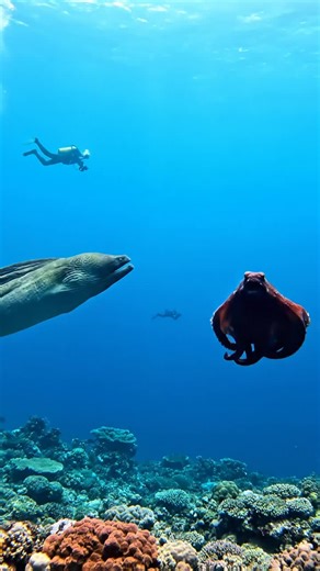 Two colossal sea creatures face off in the deep blue ocean in an incredible territorial battle. A giant eel and enormous octopus circle each other above a coral reef before clashing in an explosive underwater confrontation.