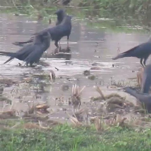 A big swimming pool for crows for bath........... .wowwww😍🤩
