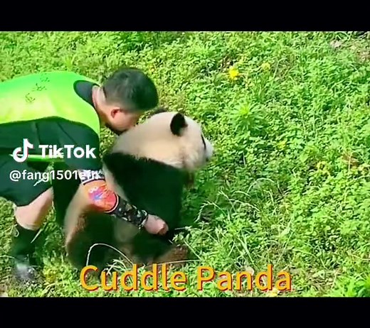 Cuddle padan#panda #fyp #pandalove #cute #pandaworld #pandacute #pandasakha #pandacute #pandas