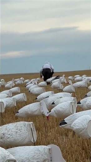 HEADSHOT! #alberta #hunting #goosehunting #snow #duck