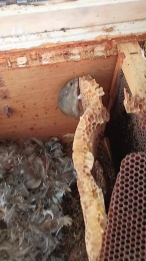 Mouse Living in the Beehive | Swarmstead Bees | Swarmstead Bees and Gardening