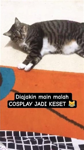 POV: Diajakin Main Tapi Majikan Pilih Cosplay Jadi Keset 😹 #shorts #kucinglucu
