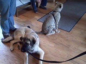 Baby Cheetah and Dog Best Friend
