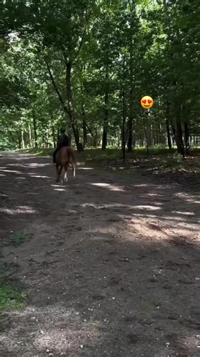 Okay so I tried a bareback hack with Milo today and.. he may have took off but I went with it 😭 #horseriding #cantering #hacks #chesnutpony #fyp