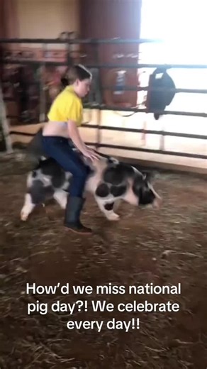 Always late but always pig day ‘round here! Memories have been made! I would have never predicted that pigs would become such a huge part of our lives! #livestockshow #pigsoftiktok #fyp #stockshowlife #showpigs