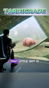 306K views · 6.1K reactions | "Small but mighty!  Tardigrades, the ultimate survivors, have been around for 500 million years, thriving in the most extreme conditions. ✨ #WaterBear #Tardigrade #Survivor #Nature'sWonder #microscopicworld | Ethical Explorations | Facebook