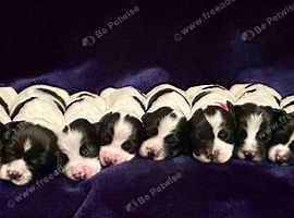 English Springer Spaniel Puppies & Dogs for sale | Freeads