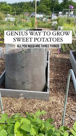 Resh Gala | Organic Gardener on Instagram: "Sweet Potatoes are so easy to grow but often times voles, rats, gophers and other digging animals eat them before you can. A great way to prevent this is to grow sweet potatoes in oversized make shift grow bags using three easily available items: 1. Hardware Cloth 2. Landscape Fabric 3. Zip Ties How to Make: 1. Roll and bend the hardware cloth into a circular bin making sure that it’s on the bottom as well as the sides 2. Secure ends with zip ties 3. W