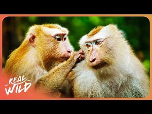 Love in the Wild: Incredible Tales of Monkey Relationships