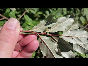 ID That Tree: Invasive Autumn Olive