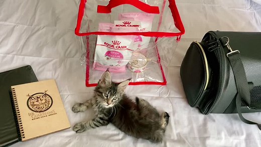 Explore the Majestic Maine Coon Cat Breed in Mexico