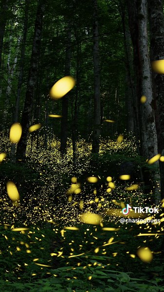 Seeing the synchronous and blue ghost fireflies at Elkmont is a spiritual experience. #fireflies #synchronousfireflies #smokies #greatsmokeymountains