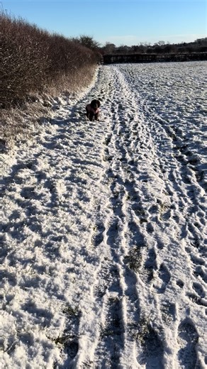 Mabel enjoying the snow ❄️ 🐶♥️