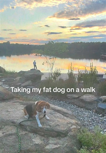 Bro needs those wheels asap 😂 #dog #funny #viral | dog