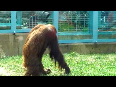 Orangutan Walking In Habitat - Smithsonian National Zoo, Washington D.C.