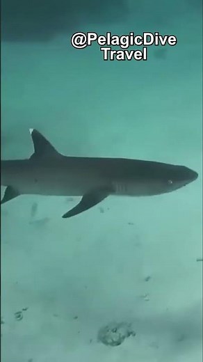 Nocturnal Hunters: The Whitetip Reef Shark 🦈