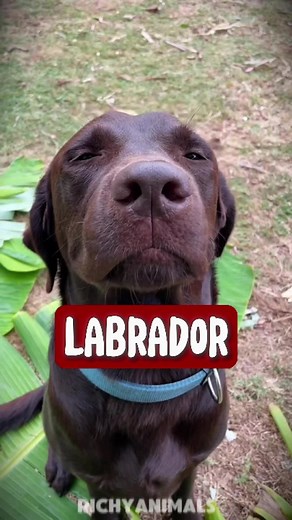Discover the Joys of Labrador Dogs: A Complete Guide