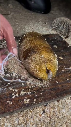Amazing Pufferfish Cleaning & Cutting Process on the Beach | Seafood Preparation Skills