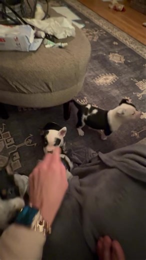 10K views · 198 reactions | It’s been a while since you’ve seen the “cow” puppies - their spots are really coming through now. We are accepting applications on them and on mom - they’ll be ready very soon! And in case some of you were wondering: those wagging things are tails  Puppies are English Bulldog x Blue heeler | Buckeye Bulldog Rescue | Facebook