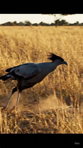 Bird-SECRETARY vs. COBRA! 🐍🦵 Deadly Footsteps!