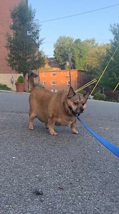 140K views · 7.8K reactions | It’s amazing what a daily waddle can do #waddleforyourhealth . Simba’s been going on morning waddles every day since he came from the shelter. We’ve gone from barely making it around the house to walking a third of a mile three or more times a day! When the weather cools down I can’t wait to introduce him to park waddles 珞 | Lu-Seal Manor | Facebook