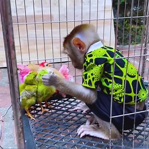 50K views · 1.2K reactions | Monkey Sasa catches his grandmother's flock of colorful chickens | Monkey TV | Facebook