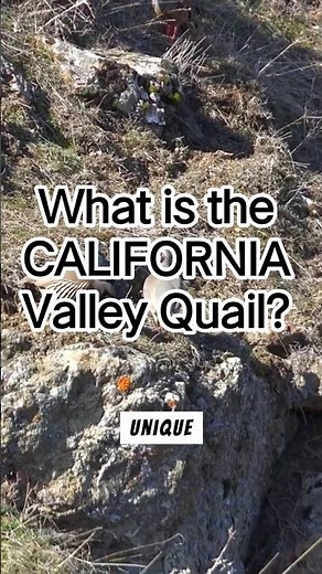What is the CALIFORNIA Valley Quail?