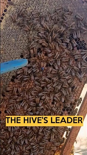 The Hive's Leader 👑 | Queen Bee Up Close 🐝