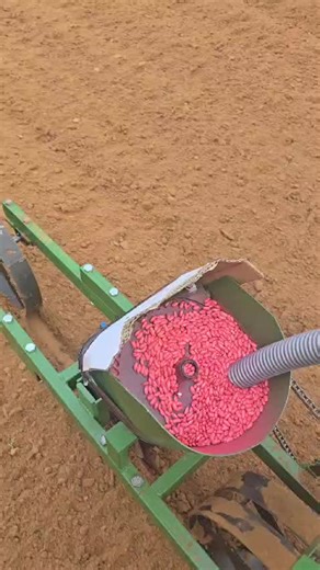 Effective Push and Pull Planting for Green Beans