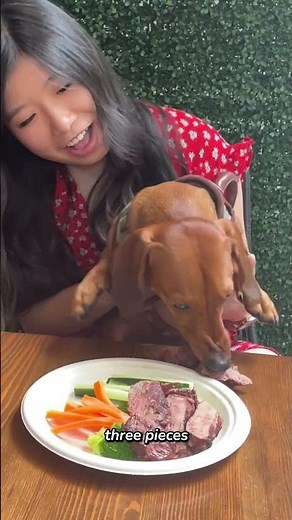 Dog LOVES thisDog Friendly Hotel in NYC | The iNNsiDe The Wilson Hotel