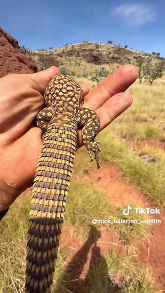 Discovering the Ridge-tailed Monitor in Pilbara, WA