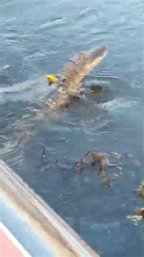 Baby alligator on baby torpedo